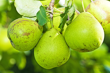 Image showing perry-pear