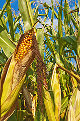 Image showing ripe corn