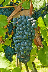 Image showing blue ripe grapes in a vineyard