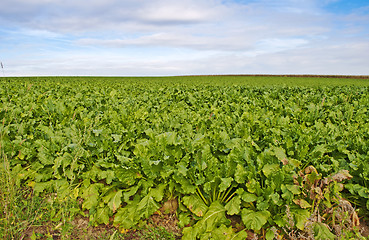 Image showing sugar beet