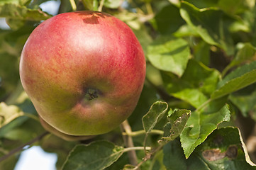 Image showing apple on a tree