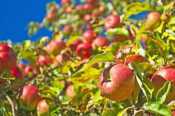 Image showing apples on a tree
