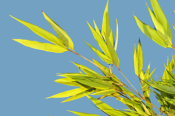 Image showing green bamboo with blue sky