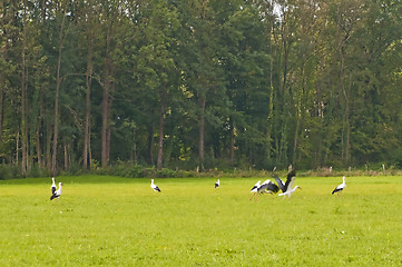 Image showing storks on a meadow