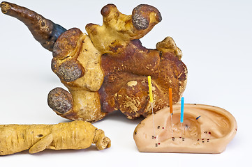 Image showing Acupuncture needles, Ginseng and Reishi mushroom