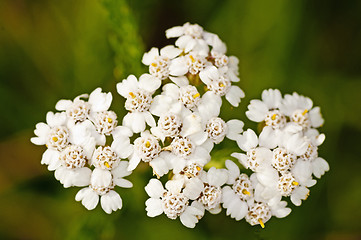 Image showing common yarrow