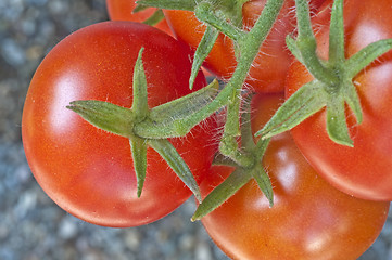 Image showing tomato plant with ripe  fruits