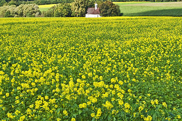 Image showing mustard with chapelle
