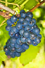 Image showing blue ripe grapes in a vineyard