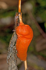 Image showing snail, Arion rufus