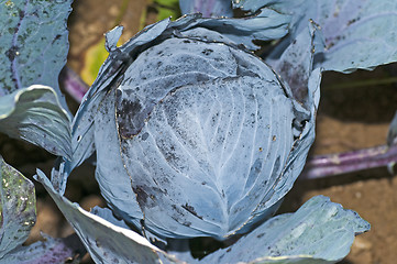 Image showing cultivation of blue kale