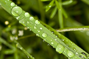 Image showing grass with raindrops