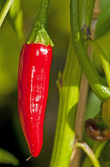 Image showing chili 