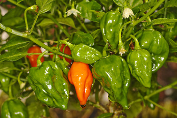 Image showing Chili Naga Jolokia