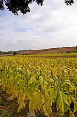 Image showing tobacco field