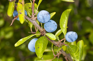 Image showing Blackthorn, Prunus spinosus