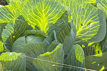 Image showing cultivation of kale