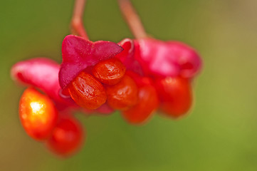 Image showing European spindle tree