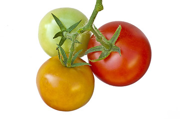 Image showing tomato ripe and unripe fruits