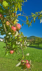 Image showing apple with blue sky