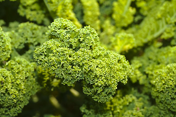 Image showing green kale 