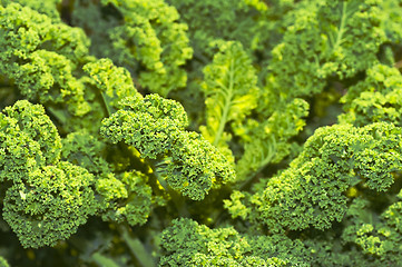 Image showing green kale 