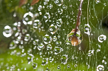 Image showing spider web with raindrops