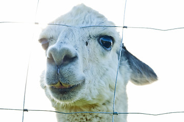 Image showing Alpaca, Vicugna pacos