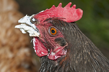 Image showing chicken with smeared beak