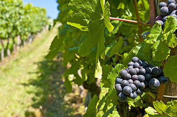 Image showing blue ripe grapes in a vineyard