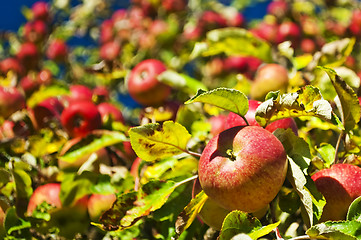 Image showing apple on a tree