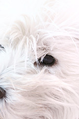 Image showing West highland terrier