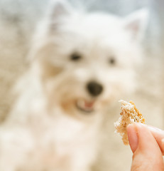 Image showing West highland white terrier