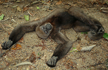 Image showing The amazonian rain forest monkey