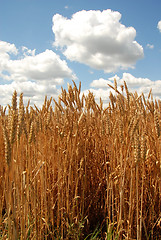 Image showing Wheat field