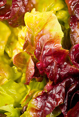 Image showing Lettuce closeup