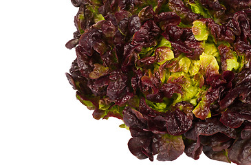 Image showing Lollo rosso letuce