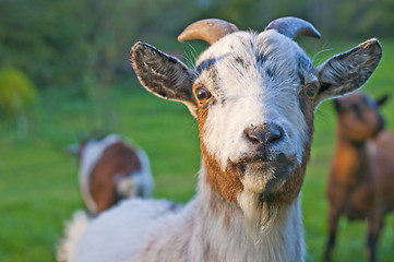 Image showing goat