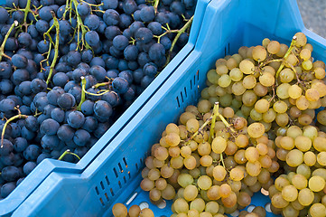 Image showing  blue and white grapevine