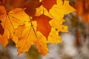 Image showing autumnal colored leaves in back light