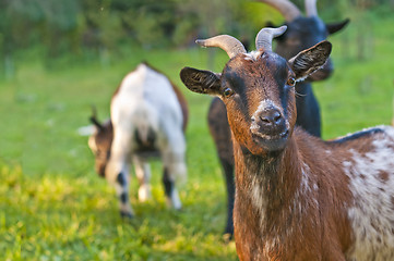 Image showing goat