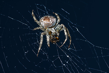 Image showing garden spider, Araneus diadematus female