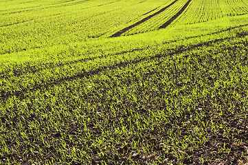 Image showing winter wheat 