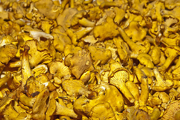 Image showing chanterelle