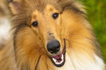 Image showing collie puppy sunny