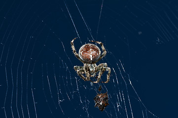 Image showing garden spider with victim