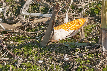 Image showing Harvest of corn