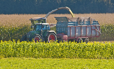 Image showing Harvest of corn