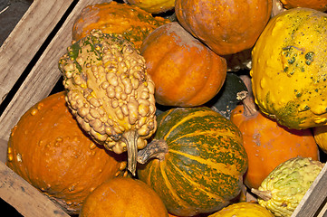 Image showing squash