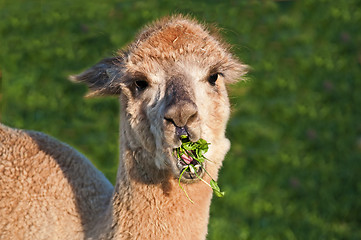 Image showing Alpaca, Vicugna pacos 